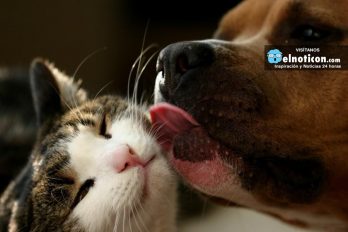 ¿Sabes por qué los perros nos lamen? 9 razones que te dejarán con la boca abierta