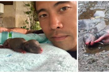 La historia de “Baby Blu”, la cachorrita que salvó su vida después de que quemaran a su madre