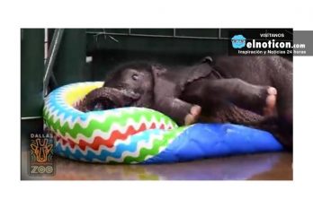 Tierno bebé elefante se baña en una piscina