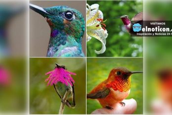 La belleza única de los colibríes