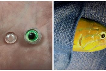 Operaron a un pez que estaba ciego de un ojo y recibió un ojo de plástico ¡Le cambió la vida!