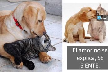 ¡Celebramos el amor!