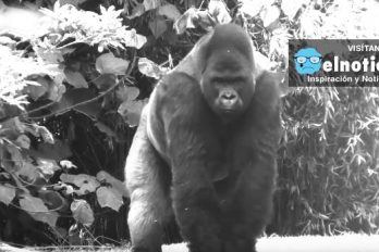 La triste historia de Bantú, el gorila más querido en México