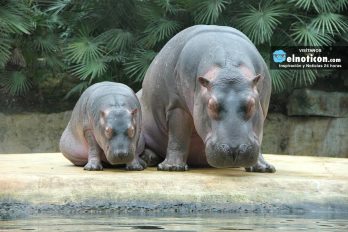Mira este valiente hipopótamo pequeño que defendió a su mamá de un león