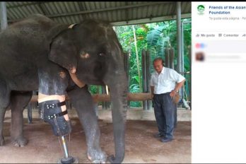 Mosha, el elefante que recibió una prótesis para su pata delantera