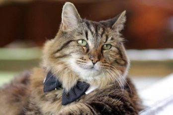 ¡Conoce a Corduroy, el gato más viejo del mundo! Tiene 26 años y fue adoptado de un refugio