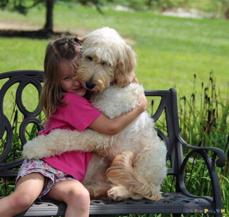 perro-abrazabdo-niña