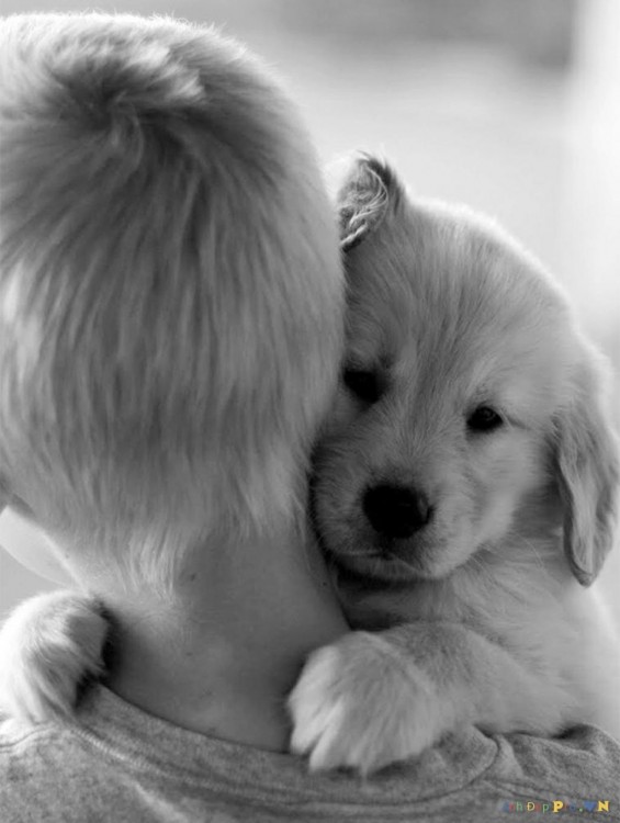 perro-abrazando-niño