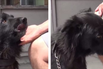Este adorable canino se rehusaba a dejar a su dueño ¡INCLUSO CUANDO ESTE LO ESTABA ABANDONANDO!