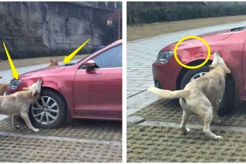 Este perro y sus amigos destrozan el auto de un hombre que lo había golpeado