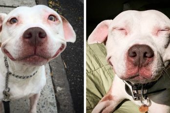 Este perro que antes vivía en las calles no ha dejado de sonreír desde que fue adoptado