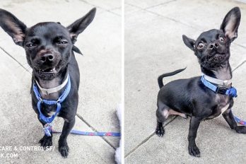 Este perro tiene expresiones faciales más entretenidas que las de muchos actores