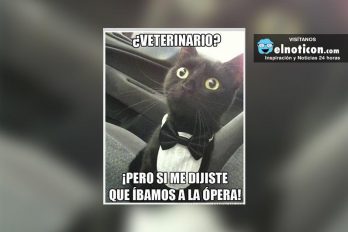 ¿Veterinario?