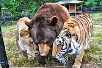 Un oso, un tigre y un león que son mejores amigos