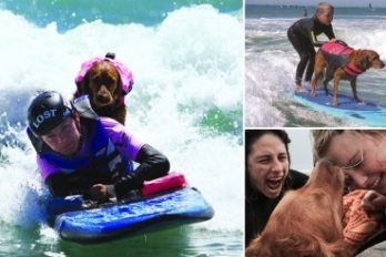 Ricochet: una perra que surfea junto a personas con capacidades diferentes