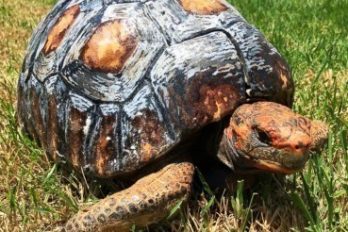 Ella es la primera tortuga con un caparazón impreso en 3D
