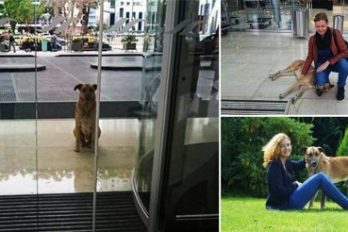 Este perro esperó en un hotel seis meses hasta conseguir que su elegida lo adoptara