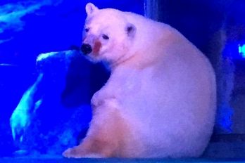 Pizza, “el oso polar más triste del mundo” que vive en un centro comercial en China