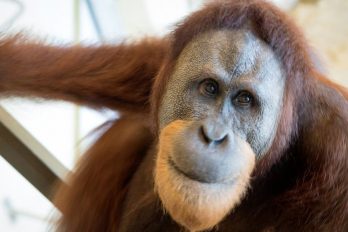 Rocky, el orangután que está dejando atónitos a los expertos al pronunciar las vocales como los humanos