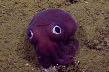 La extraña criatura que apareció en el fondo del mar ¡Parece salida de PokémonGo!