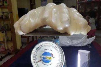 Pescador encontró y guardó perla gigante por 10 años sin saber que valía $100 millones de dólares