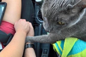 Este gato enfermo tomó las manos de sus dueños en su último viaje al veterinario antes de morir