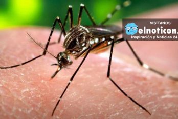 Estados Unidos recomienda no viajar a Miami a causa del virus del Zika