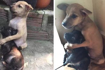 Estos cachorros callejeros no dejan de abrazarse desde que fueron rescatados