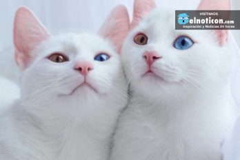 Conoce todo de las gatas gemelas ¡Las mas hermosas del mundo!