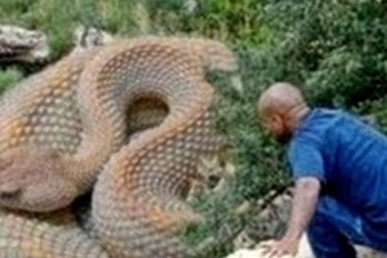 Conoce las 5 serpientes más grandes del mundo ¡Impresionantes!