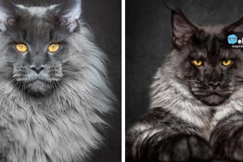 Este fotógrafo capturó la mítica y majestuosa belleza de los gatos de raza “Maine Coon”