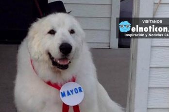 Duke, el perro que fue nombrado alcalde de un pueblo de EE.UU