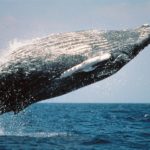 El momento en la que una ballena intenta morder un bote lleno de turistas