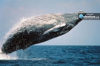 El momento en la que una ballena intenta morder un bote lleno de turistas