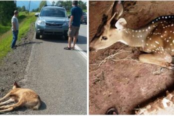 Se detuvieron tras ver una colisión en la carretera y se convirtieron en los héroes de un ciervo