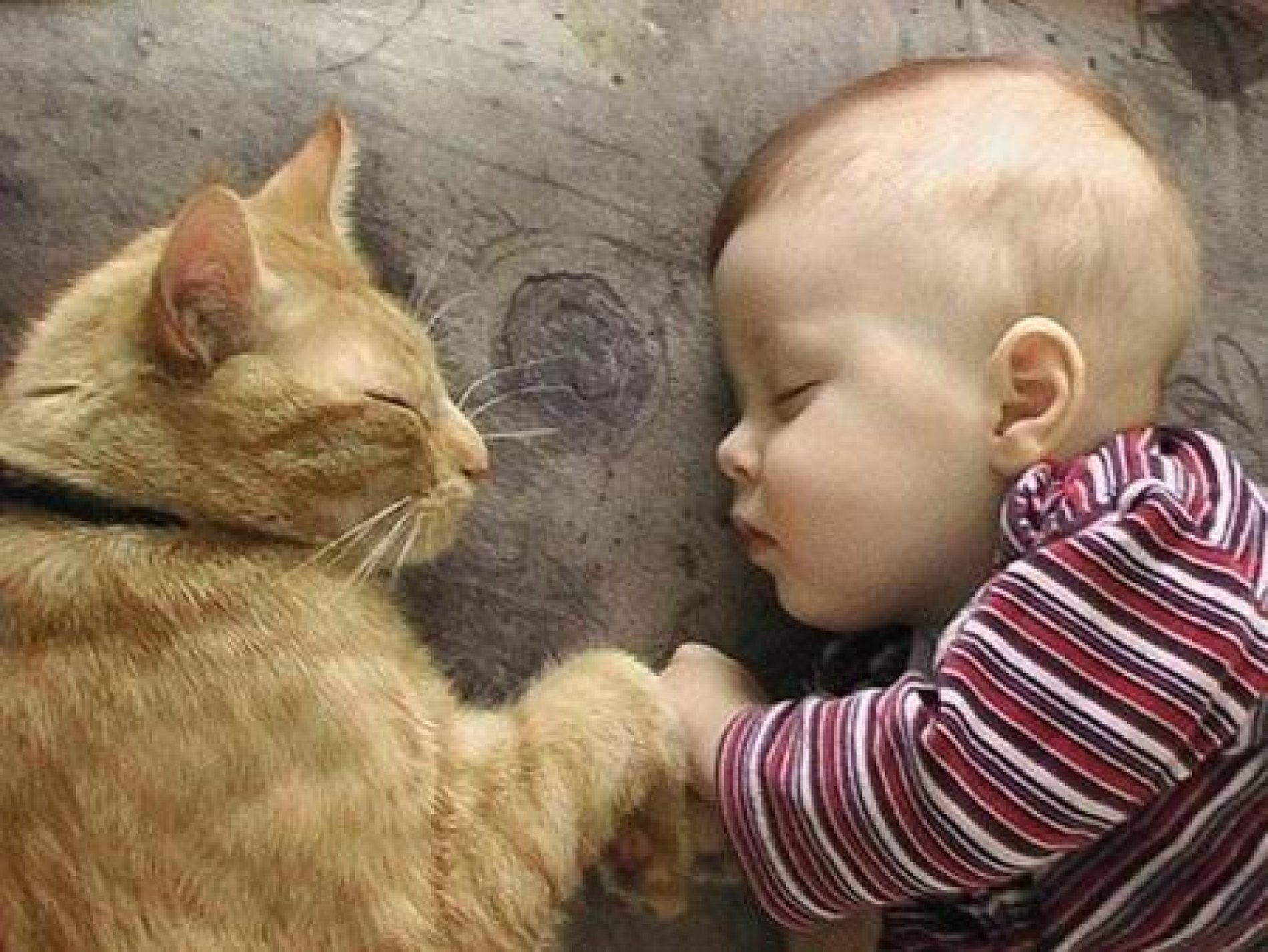 ¿Por qué los gatos les gusta dormir con los humanos ...