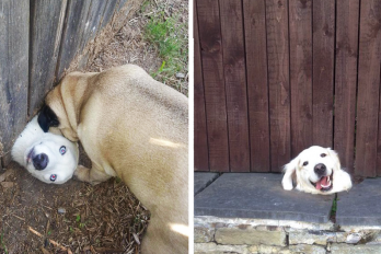 Estos perritos te robarán el corazón cuando veas lo que hicieron para saludar a sus vecinos