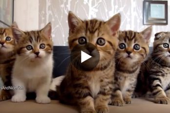 ¡Los gatitos más tiernos reunidos en un único video! Seguro que mueres de ternura