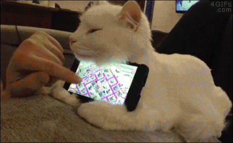 gato-celular