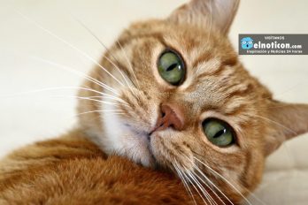 ¿Sabes por qué tu gato muerde o aruña cuando lo acaricias?
