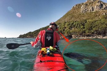 ¡ASOMBROSO! Una orca salvaje nada desde hace años al lado de su amigo en Nueva Zelanda