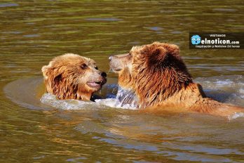 Este oso salvaje toma un baño en una piscina en California