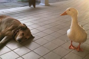 Este pato apareció de la nada para animar a un perrito que tenía el corazón roto