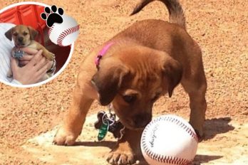 Daisy, una perrita que lloraba completamente abandonada ¡Ahora es parte de un equipo de béisbol!