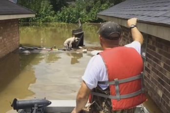 Se convirtió en un verdadero héroe luego de rescatar a perritos pitbull en una terrible inundación