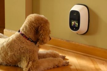 Existe un dispositivo que te permite tener videollamadas con tus mascotas cuando estás lejos