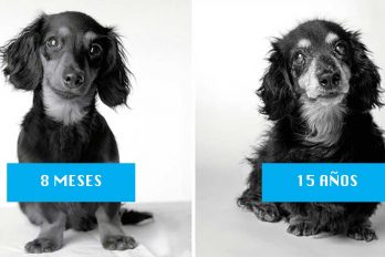 Cómo envejecen los perros: un fascinante y enternecedor proyecto de fotografía