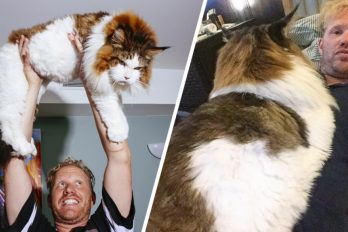 Conoce a Samson, el gato más grande y encantador del mundo