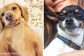 Perros que dominaron el arte del selfie