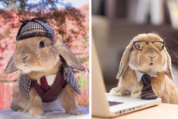 Conoce a PuiPui, el conejo más fashionista y glamoroso de Instagram ¡Intenta no enamorarte!